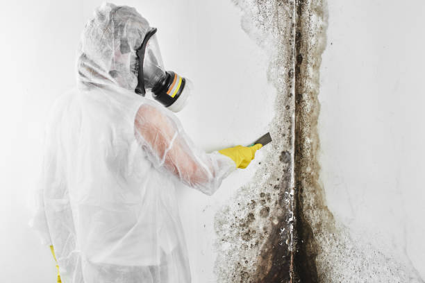 Best Attic Mold Remediation in Westmont, PA